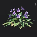 Stunning Vibrant Purple Flowers With Fresh Green Leaves On Black Background