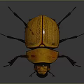 Yellow and Brown Beetle with Shiny Hard Shell and Black Legs on Dark Background