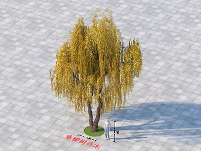 Weeping Willow With Golden Hanging Branches On Stone Brick Plaza Ground Person Using Camera Measuring 3d model