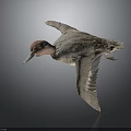 Flying Duck With Brown And Gray Feathers Against Dark Background