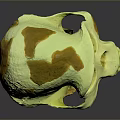 Yellowish Orange Spotted Skull Model Displayed On Dark Background With Reflection 3d model