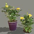 Blooming Potted Yellow Rose Plants With Green Leaves In Purple Pot