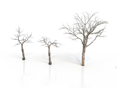 Three Bare Trees with Trunks and Branches on White Background with Reflections 3d model