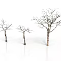 Three Bare Trees with Trunks and Branches on White Background with Reflections
