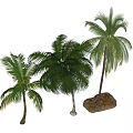 Tropical Palm Trees With Lush Green Foliage And Different Heights On Sandy Base