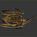 Detailed Animal Skeleton of Bird in Standing Pose with Long Beak and Legs