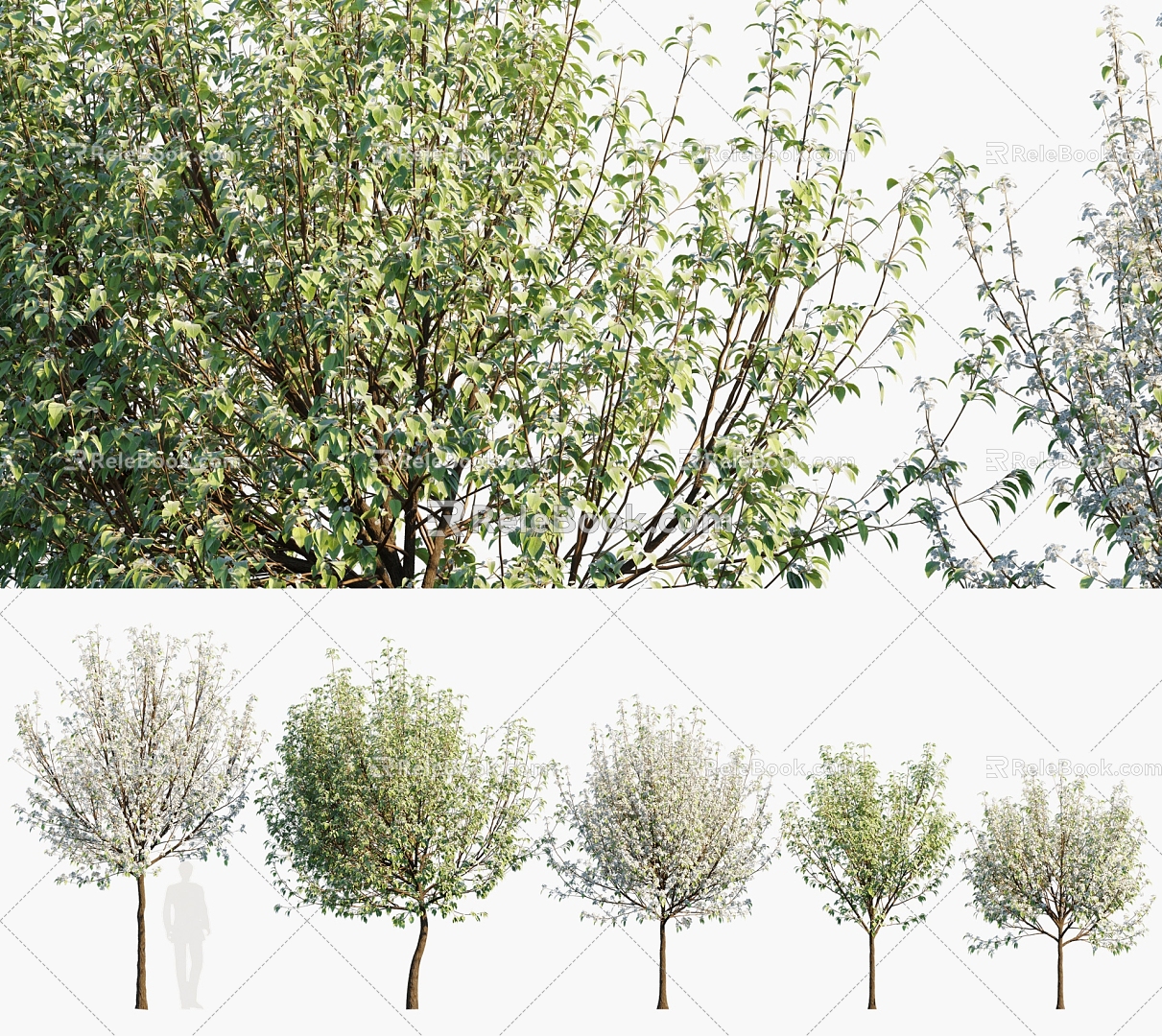 Modern Fragrant Pear Tree Fragrant Pear Tree Sydney Tree Landscape Tree 3d model