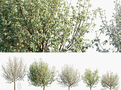 Modern Fragrant Pear Tree Fragrant Pear Tree Sydney Tree Landscape Tree 3d model