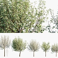 Modern Fragrant Pear Tree Fragrant Pear Tree Sydney Tree Landscape Tree 3d model