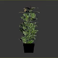 Green Potted Plant With Broad Leaves In Black Pot On Gray Background