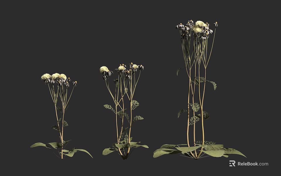 Three Different Height Flowering Plants With White Blooms Green Leaves And Slender Stems 3d model 