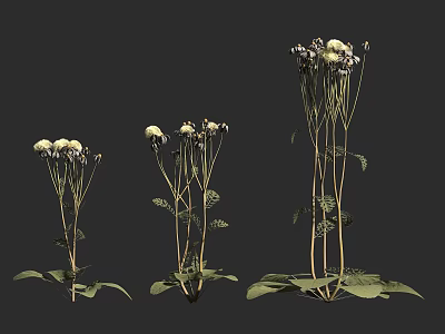 Three Different Height Flowering Plants With White Blooms Green Leaves And Slender Stems 3d model