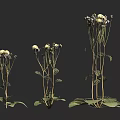 Three Different Height Flowering Plants With White Blooms Green Leaves And Slender Stems