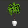 Indoor Green Leafy Plant with Lush Foliage and Brown Trunk in Shiny Silver Pot Against Grey Background