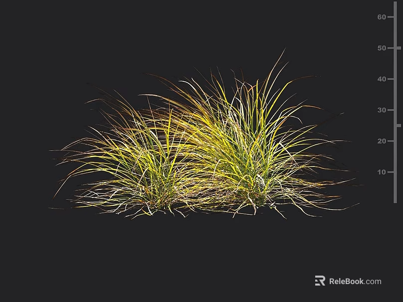 Clump Forming Ornamental Grass With Yellow Green Slender Leaves For Garden Landscaping 3d model 