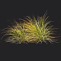 Clump Forming Ornamental Grass With Yellow Green Slender Leaves For Garden Landscaping