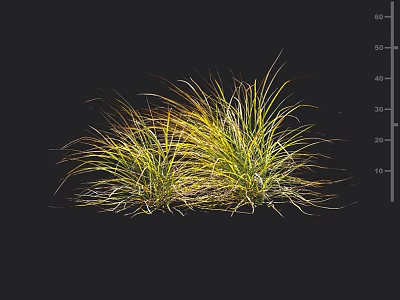 Clump Forming Ornamental Grass With Yellow Green Slender Leaves For Garden Landscaping 3d model