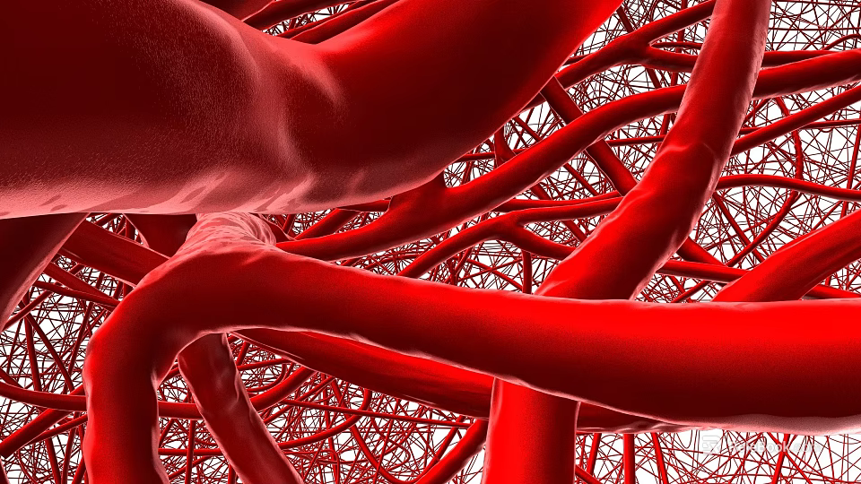 Red Interconnected Vascular Network Structure In Human Body Anatomy 3d model 