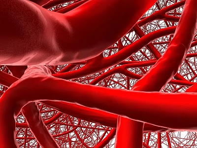 Red Interconnected Vascular Network Structure In Human Body Anatomy 3d model Red Interconnected Vascular Network Structure In Human Body Anatomy 3d model
