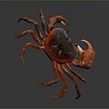 Vibrant Red Crab With Shiny Dark Shell On Dark Background Displaying Extended Legs And Claws 3d model