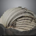Large Ribbed Seashell With White And Orange Shiny Surface On Black Reflective Background