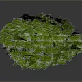 Lush Green Plant With Dense Vibrant Round Leaves On Dark Background