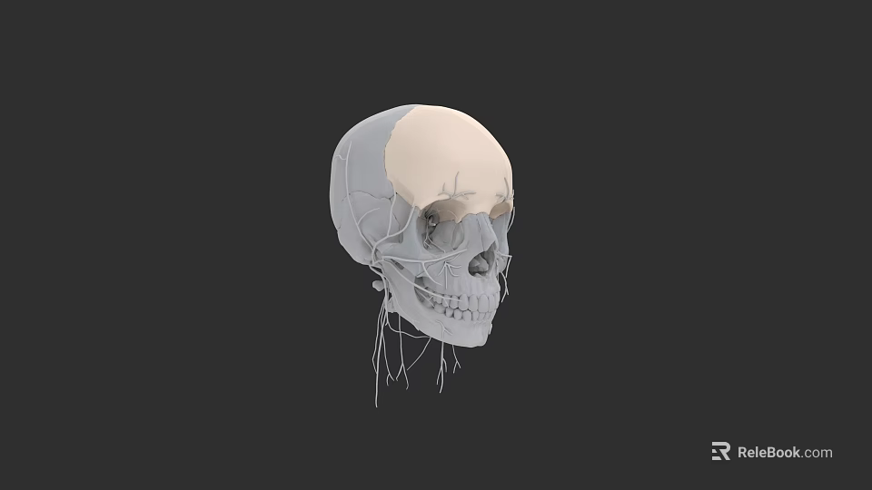 Human Skull Anatomical Model With Detailed Bone Structure And 3D Rendering 3d model 