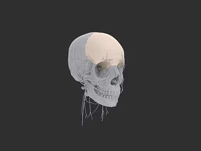 Human Skull Anatomical Model With Detailed Bone Structure And 3D Rendering 3d model