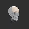 Human Skull Anatomical Model With Detailed Bone Structure And 3D Rendering