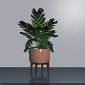 Indoor Potted Plant With Large Green Leaves In Pink Pot On Wooden Stand