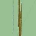 Four Tall Green Cacti With Segmented Stems And Brown Base