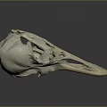 Realistic Bird Skull Anatomy Showing Detailed Bone Structure And Natural Form