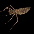 Brown Aquatic Insect With Long Legs And Segmented Body Isolated On Black Background