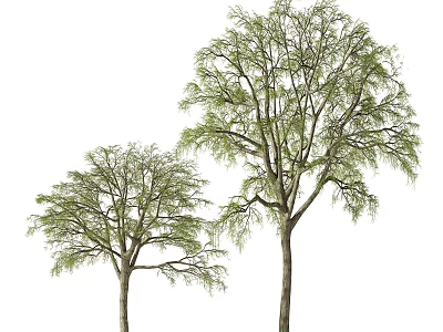 Tall and Short Arbor Trees Featuring Green Leaves and Strong Trunks 3d model