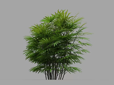 Lush Green Tropical Plant With Dense Foliage And Slender Stems In Clustered Growth 3d model