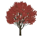 Red Leaf Arbor With Lush Red Foliage and Brown Trunk