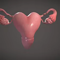 Woman's Reproductive System Uterus 3D Anatomical Medical Model Structure Rendering