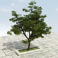 Tall Arbor Growing In Square Grass Plot On Stone Pavement With Blue Sky 3d model