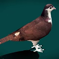 A brown and white pigeon standing on green background with visible shadow 3d model