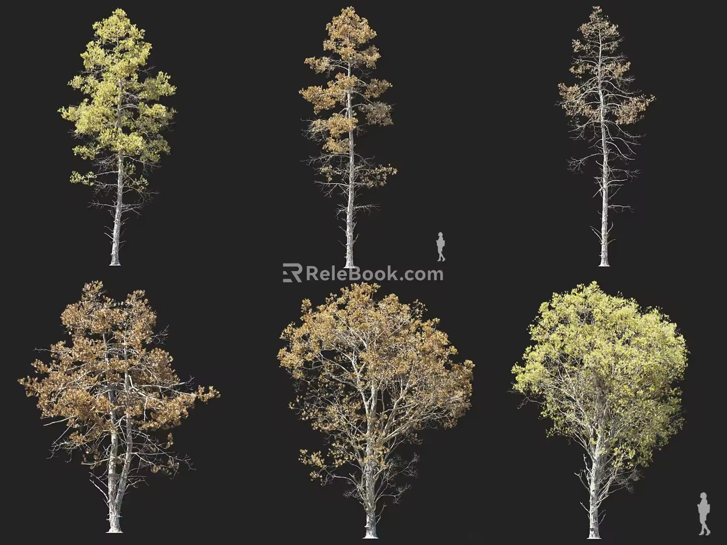 Pine Tree Money Pine Water Tree Pohan Pine Autumn and Winter Tree Larch Tree Landscape Color Tree Ornamental Tree Landscape Tree 3d model