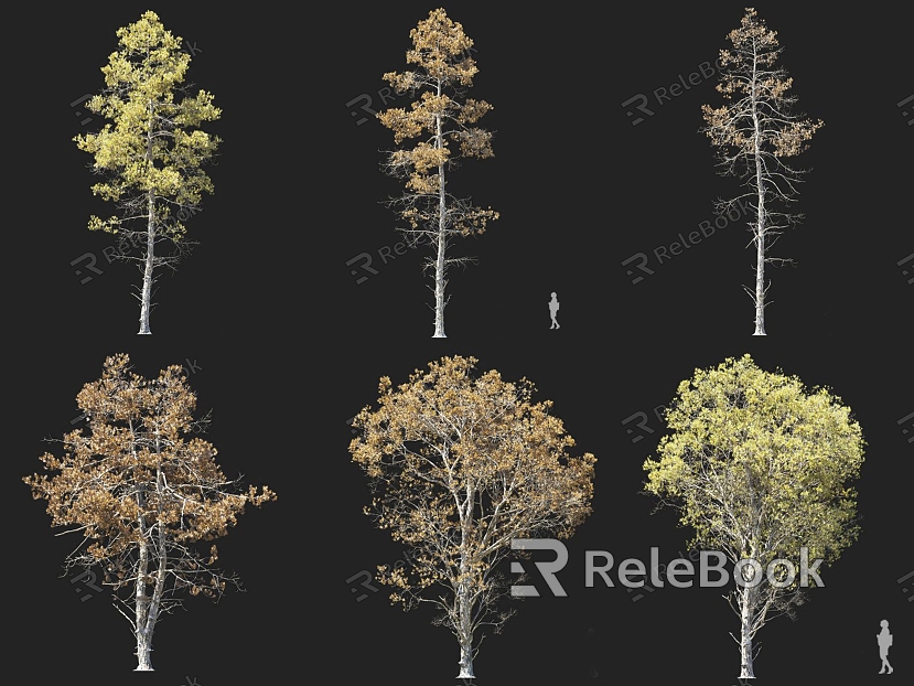 Pine Tree Money Pine Water Tree Pohan Pine Autumn and Winter Tree Larch Tree Landscape Color Tree Ornamental Tree Landscape Tree model