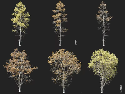 Diverse Arbor Trees Displaying Green Yellow Brown Foliage With Human Size Reference 3d model