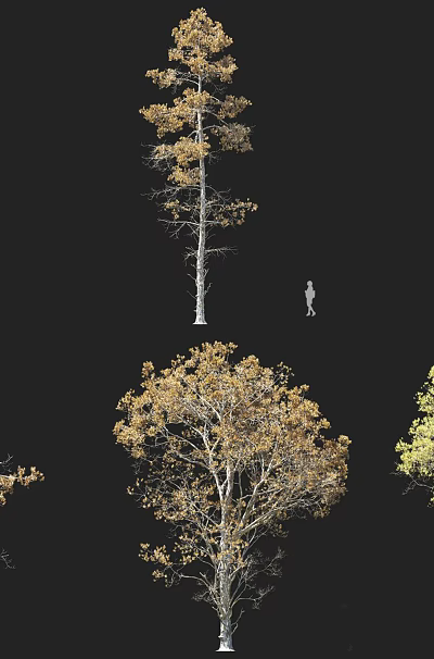 Diverse Arbor Trees Displaying Green Yellow Brown Foliage With Human Size Reference 3d model