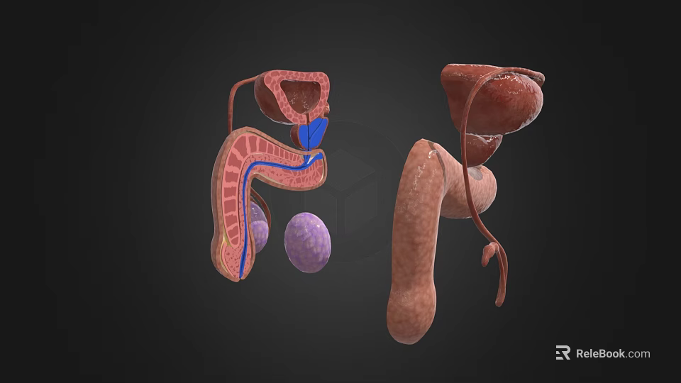 3D Anatomical Human Organ Models Medical Training Devices With Detailed Structures For Education 3d model 