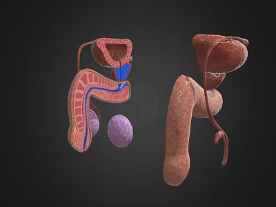 3D Anatomical Human Organ Models Medical Training Devices With Detailed Structures For Education 3d model