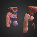 3D Anatomical Human Organ Models Medical Training Devices With Detailed Structures For Education