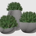 Three Lush Green Bonsai Potted Plants With Textured Gray Ceramic Pots