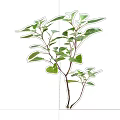 Natural Fresh Green Herb Plant With Multiple Stems And Lush Leaves