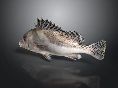 Spotted Grouper Fish With Silver Gray Body Sharp Dorsal Fin And Black Spots 3d model