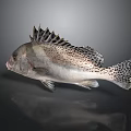 Spotted Grouper Fish With Silver Gray Body Sharp Dorsal Fin And Black Spots